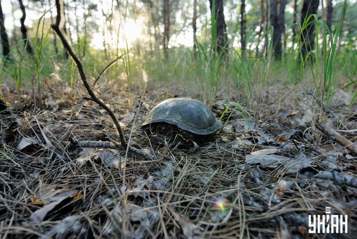 Najděte houbu na vizuální hádance / koláži s fotografií Myu